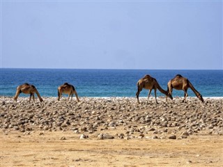 Oman weather forecast