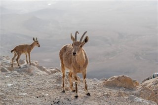 Oman weather forecast