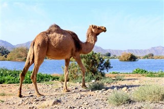 Oman weather forecast