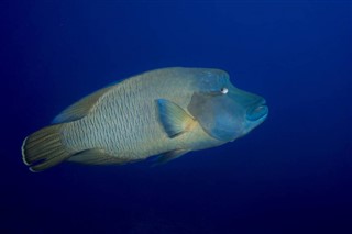 Palau pronóstico del tiempo