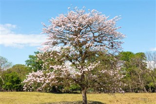 Panama weather forecast