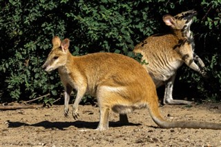 Papúa Nueva Guinea pronóstico del tiempo