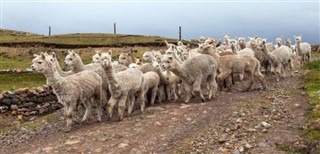 Peru weather forecast