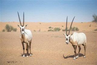 Katar pronóstico del tiempo