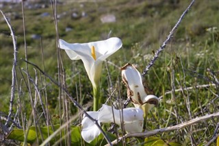 Saint Helena weather forecast