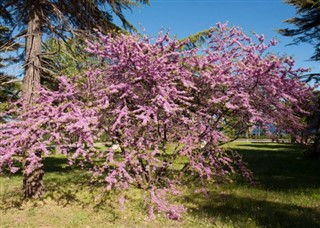 Saint Helena weather forecast