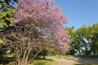 Saint Helena weather forecast