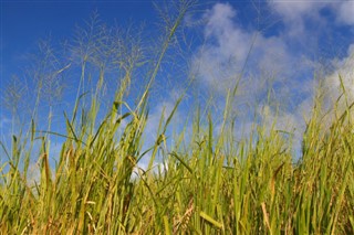 Saint Kitts and Nevis weather forecast