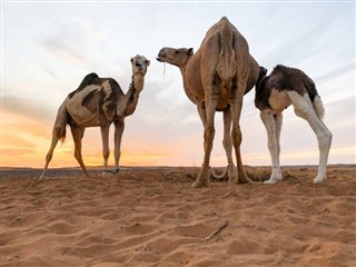 Arabia Saudita pronóstico del tiempo