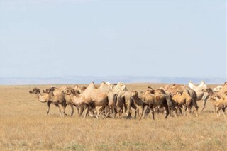 Arabia Saudita pronóstico del tiempo