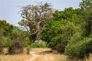 Senegal prognoza pogody