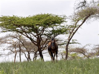 Senegal weather forecast