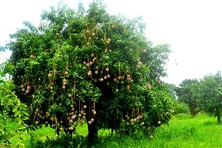 Senegal weather forecast