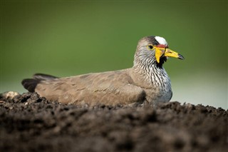 Senegal prognoza pogody