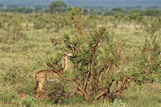 Senegal pronóstico del tiempo