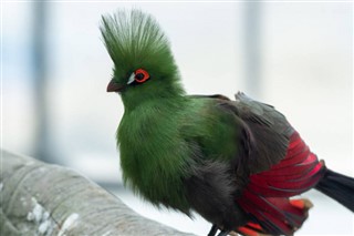 Sierra Leona pronóstico del tiempo