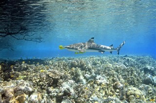 Solomon Islands weather forecast