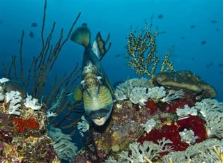 Solomon Islands weather forecast