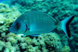 Solomon Islands weather forecast