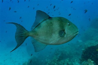 Solomon Islands weather forecast