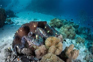 Solomon Islands weather forecast