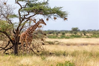 Somalia weather forecast