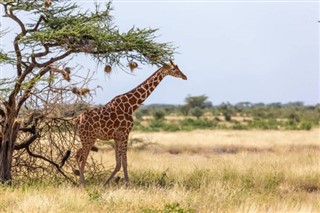 Somalia weather forecast