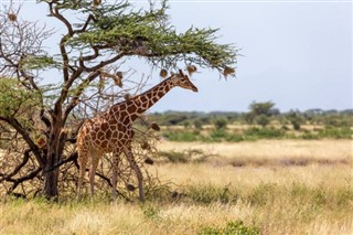 Somalia weather forecast