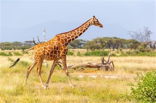 Somali prognoza pogody