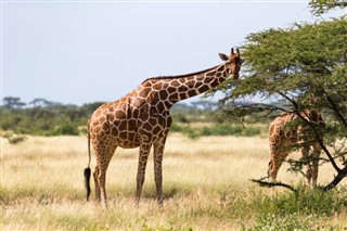 Somalia pronóstico del tiempo