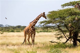 Somalia weather forecast