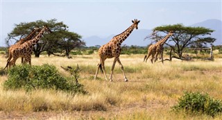 Somalia pronóstico del tiempo