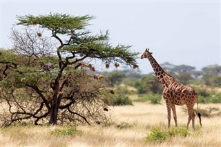 Somalia weather forecast