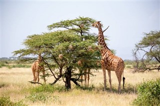 Somalia weather forecast