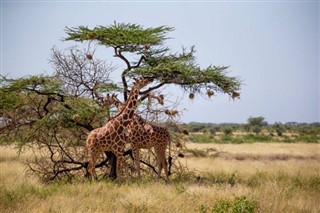 Somalia weather forecast