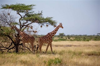 Somalia weather forecast