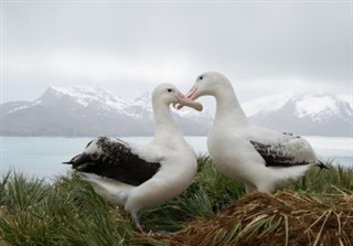 Islas Sandwich del Sur Georgia del sur pronóstico del tiempo