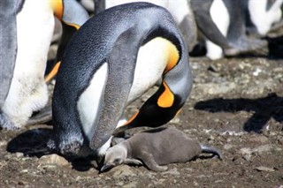 South Georgia The South Sandwich Islands weather forecast