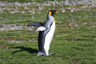 South Georgia The South Sandwich Islands weather forecast