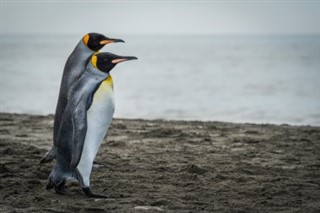 Islas Sandwich del Sur Georgia del sur pronóstico del tiempo