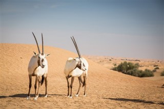 Sudan weather forecast