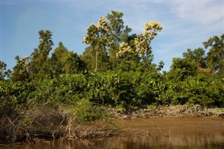 Surinam pronóstico del tiempo