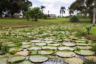 Suriname weather forecast