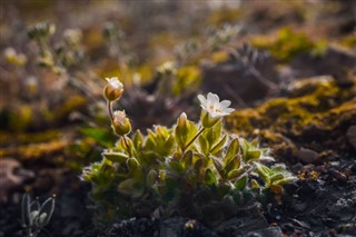 Svalbard vremenska prognoza