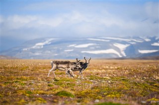 Svalbard pronóstico del tiempo