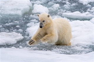 Svalbard weather forecast