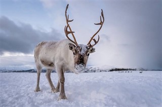 Svalbard weather forecast