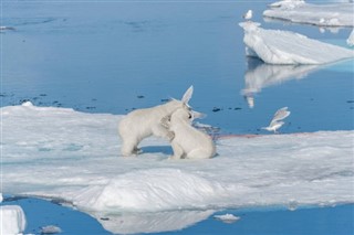 Svalbard weather forecast