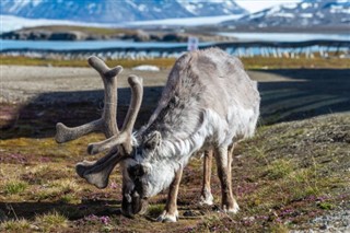 Svalbard weather forecast