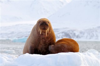 Svalbard weather forecast